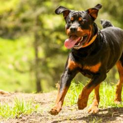 Are Certain Dogs More Likely To Bite?